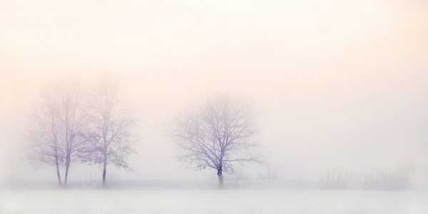neve nebbia poesia alberi